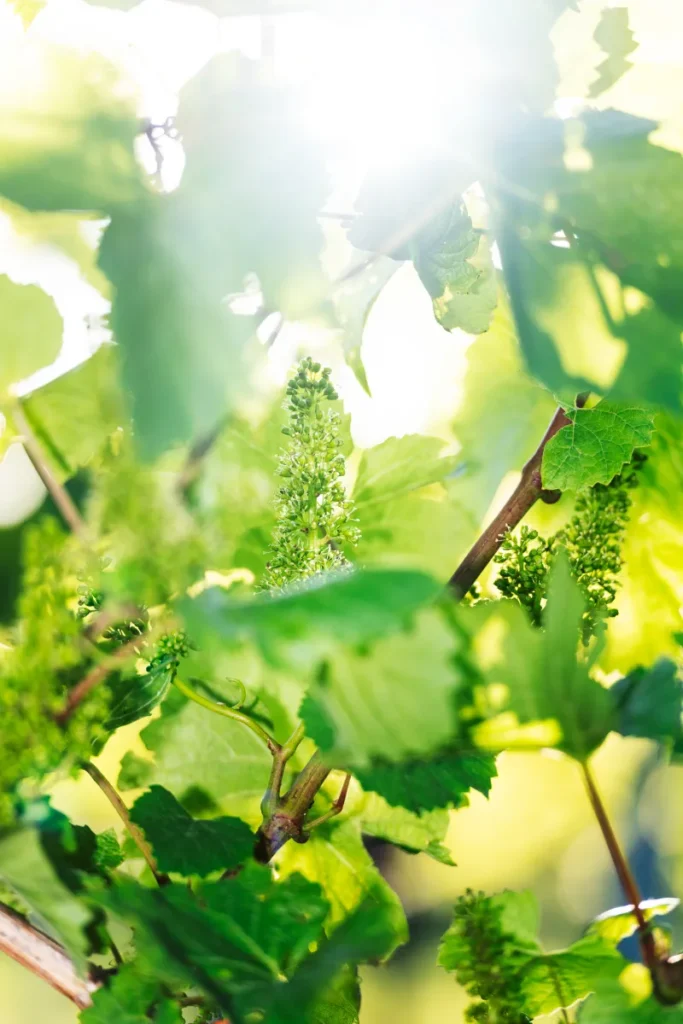 Detailaufnahme von jungen Reben mit Sonnenlicht im Hintergrund beim Weingut GILG im Weinviertel
