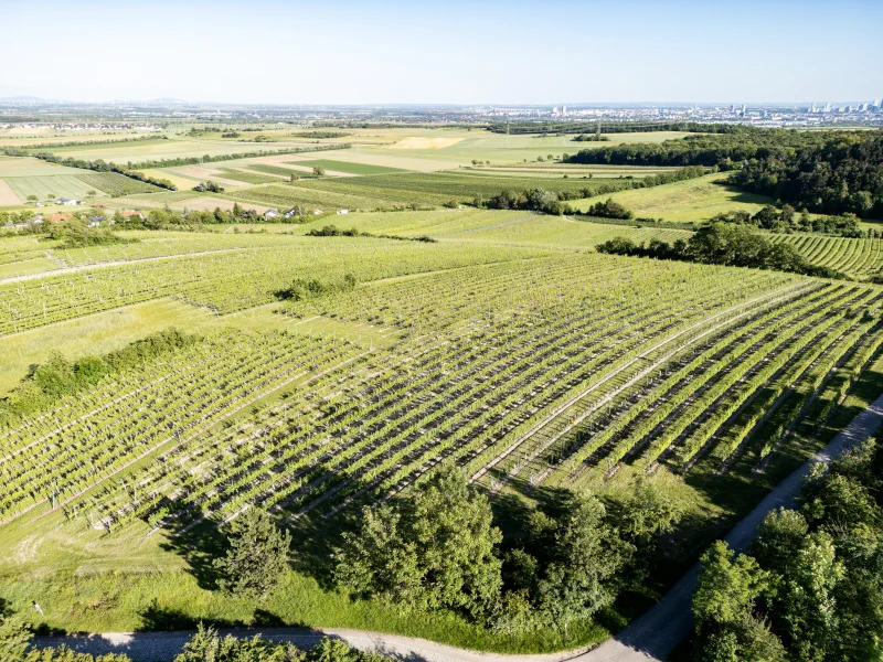 Luftaufnahme der Weinberge des Weinguts GILG bei Hagenbrunn mit Fernblick auf Wien